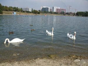 Skupina labutí vo vode na Jazere Kuchajda v Bratislave.